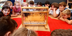 Bienen im Klassenzimmer
